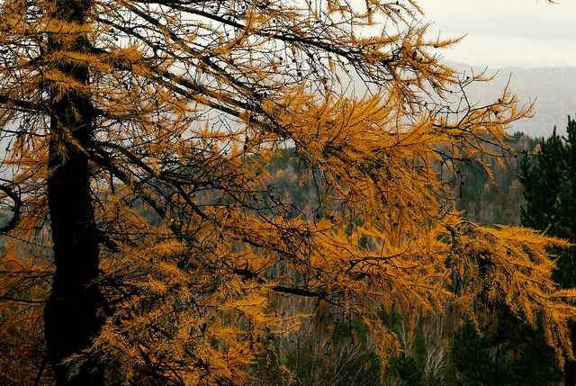 Lärche im Herbst, Foto (C) Andrey Pivovarov / flickr