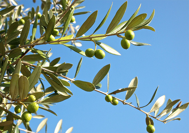 Oliven am Baum, Foto (C) Stew Dean / flickr