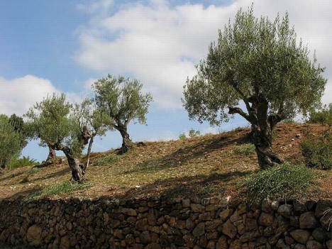 Olivenbäume, Foto (C) PCB75 / flickr
