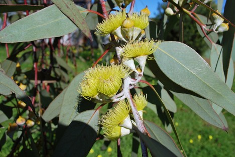 Eukalyptus-Blüten, Foto (C) Sydney Oats / flickr