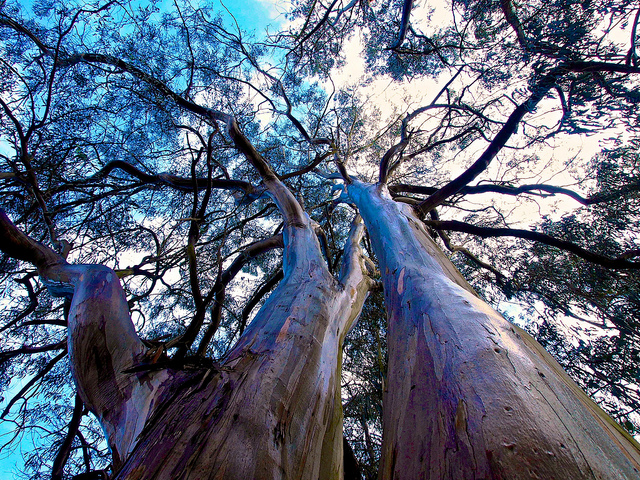 Eukalyptus-Baumkronen, Foto (C) Scott Mattoon / flickr
