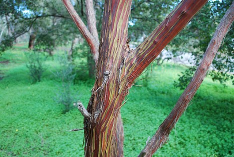 Eukalyptus-Rinde, Foto (C) Sydney Oats / flickr