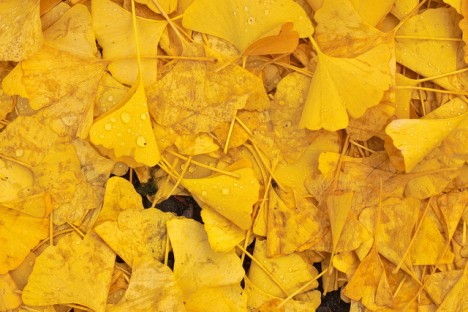 Ginkgo-Blätter, Foto (C) waferboard / flickr