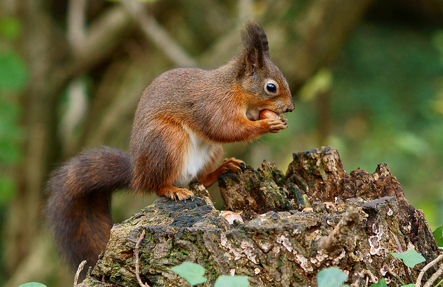 Eichhörnchen, Foto (C) Peter Trimming / flickr