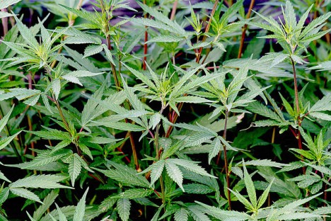 Hanfpflanzen (Cannabis), Foto (C) Manuel / flickr