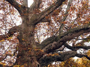 Alte Platane, Foto (C) Roberto Verzo / flikr