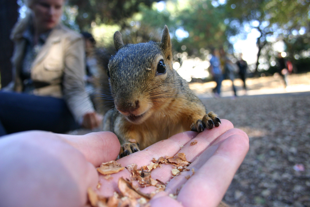 Fütterung eines Eichhörnchens: So wird Natur auch in der Stadt erlebbar