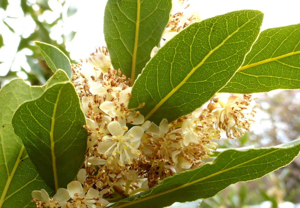 Lorbeer-Blüten, Laurus nobilis