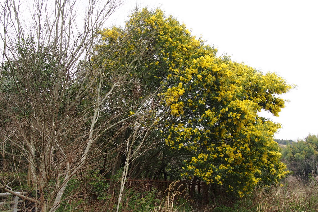 Blühende Akazienbäume, Acacia dealbata