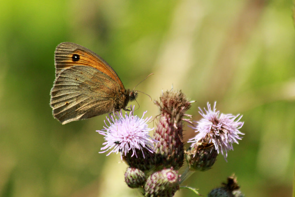 Aufgrund ihrer Empfindlichkeit gelten Schmetterlinge wie das Kleine Ochsenauge als Bioindikatoren für Umweltveränderungen