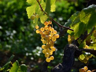 Weinrebe, Vitis vinifera