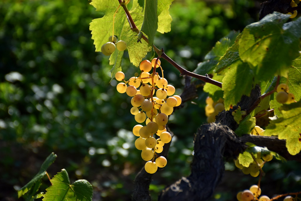 Weinrebe, Vitis vinifera