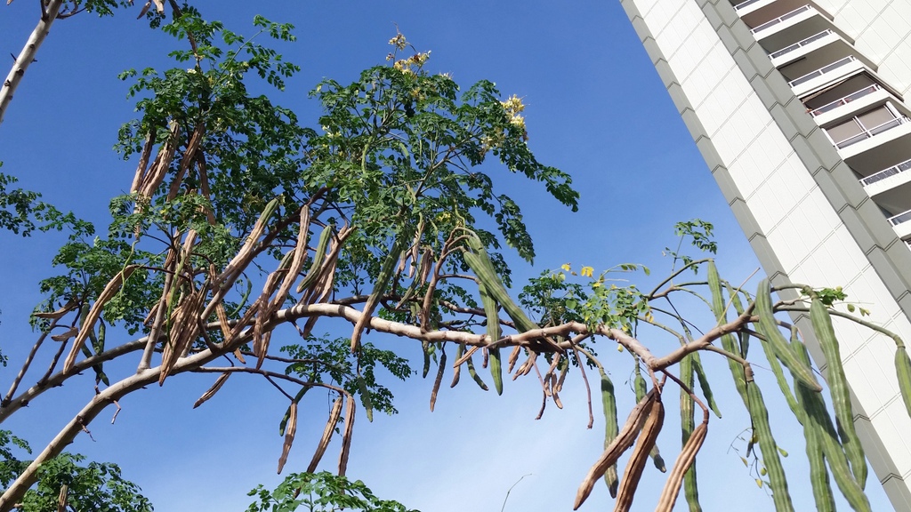 Moringa-Schoten an einem Meerrettichbaum, Moringa oleifera