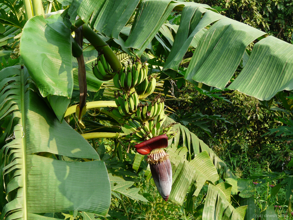 Bananenbaum oder besser: Bananenstaude, Musa acuminata
