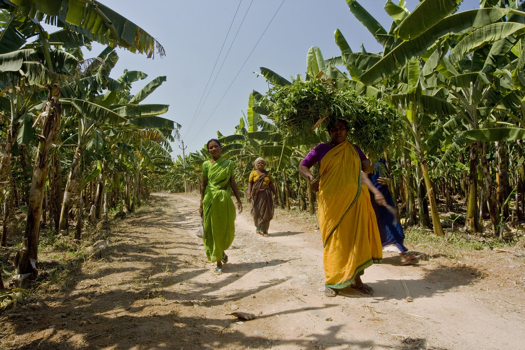 Bananenplantage in Indien