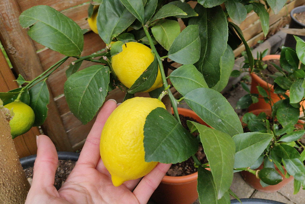 Früchte eines Zitronenbaums, Citrus limon