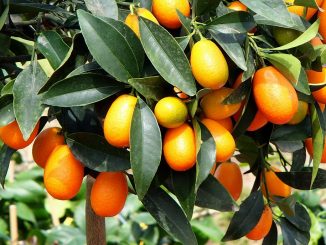 Früchte der Ovalen Kumquat, Fortunella margarita