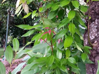Zimtbaum (Cinnamomum Verum)