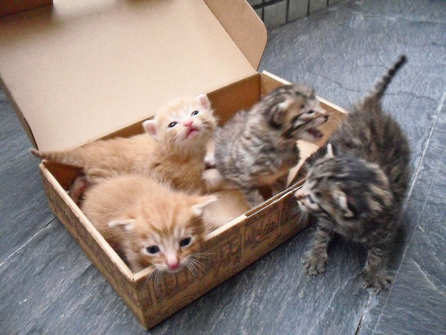 Katzen liebe leere Kartons! Foto (C) Mr Thinktank / flickr