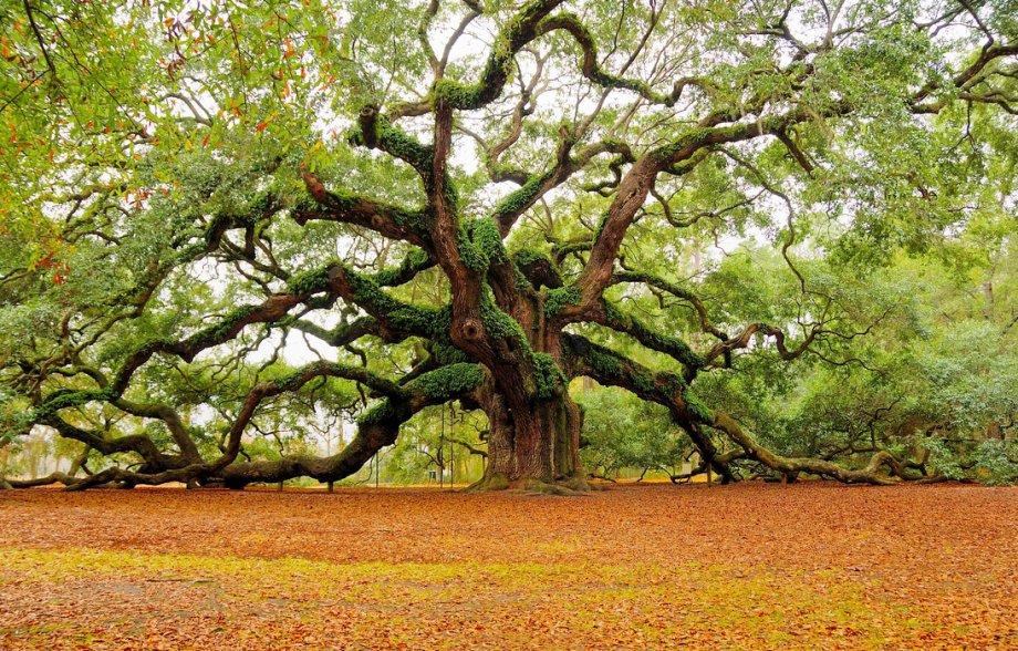 Uralter drehwüchsiger Baum in Afrika, Foto (C) Marvin Foushe / flickr
