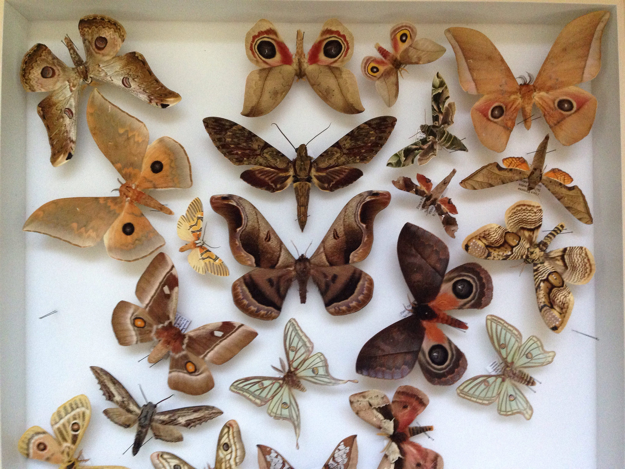 Schmetterlinge-Sammlung, Foto (C) Justin Sewell / flickr