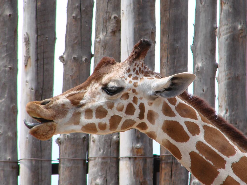 Die Giraffe ist das größte Landtier auf dem Planeten, Foto (C) Denise Womack-Avila / flickr