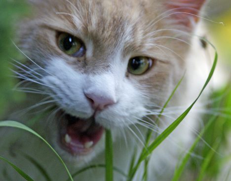Warum fressen Katzen Gras? Foto (C) Kumweni / flickr