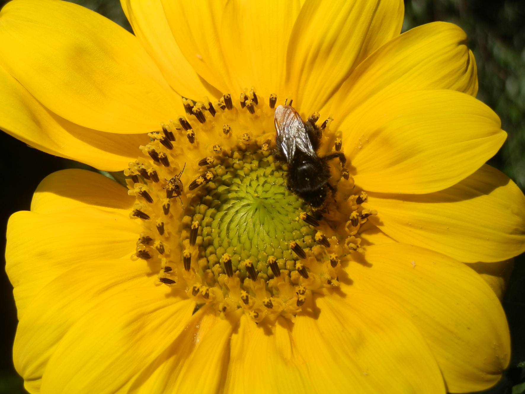 Wo Blumen sind, sind auch nützliche Insekten. Foto (C) Irmgard Brottrager