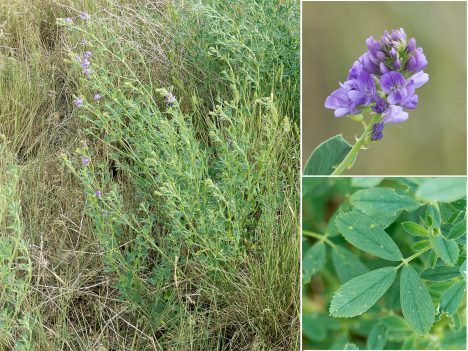  Alfalfa-Pflanzen blühen violett und haben längliche „Kleeblätter“. Foto (C) nature80020 / flickr