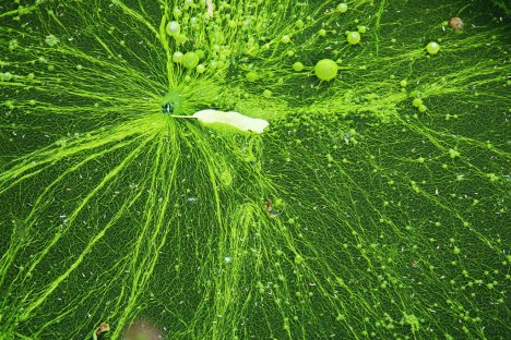 Auch Wasserpflanzen wie Algen enthalten Bakterien. Foto (C) Maja Dumat / flickr
