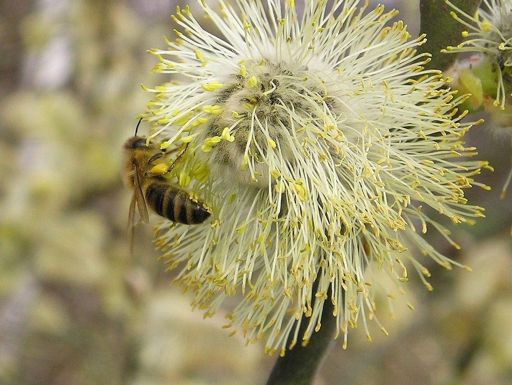 Unsere Bienen lieben die Weidenkätzchen von Salweiden, Foto (C) Maja Dumat / flickr CC BY 2.0