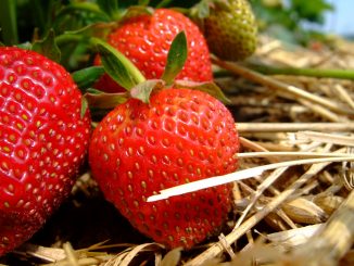 Erdbeeren werden am besten frisch vernascht. Foto (C) Martin Fisch / flickr CC BY 2.0