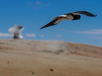 Viele Tiere sind sind nicht nur wetterfühling, sondern wittern auch Gefahren. Allessandro Caproni / flickr CC BY 2.0