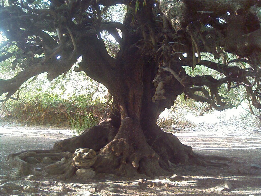 Dieser Olivenbaum ist mit 3800 Jahren der mutmaßlich älteste Baum in Europa. Er beweist eindrucksvoll, dass sich die Persönlichkeit oft erst im Alter entfaltet. Foto (C) Babele Dunnit / flickr CC BY 2.0