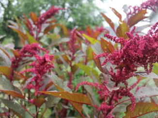 Das “Pseudogetreide” Amaranth kann die Nährstoffaufnahme hemmen. Foto (C) Dana / flickr CC BY 2.0