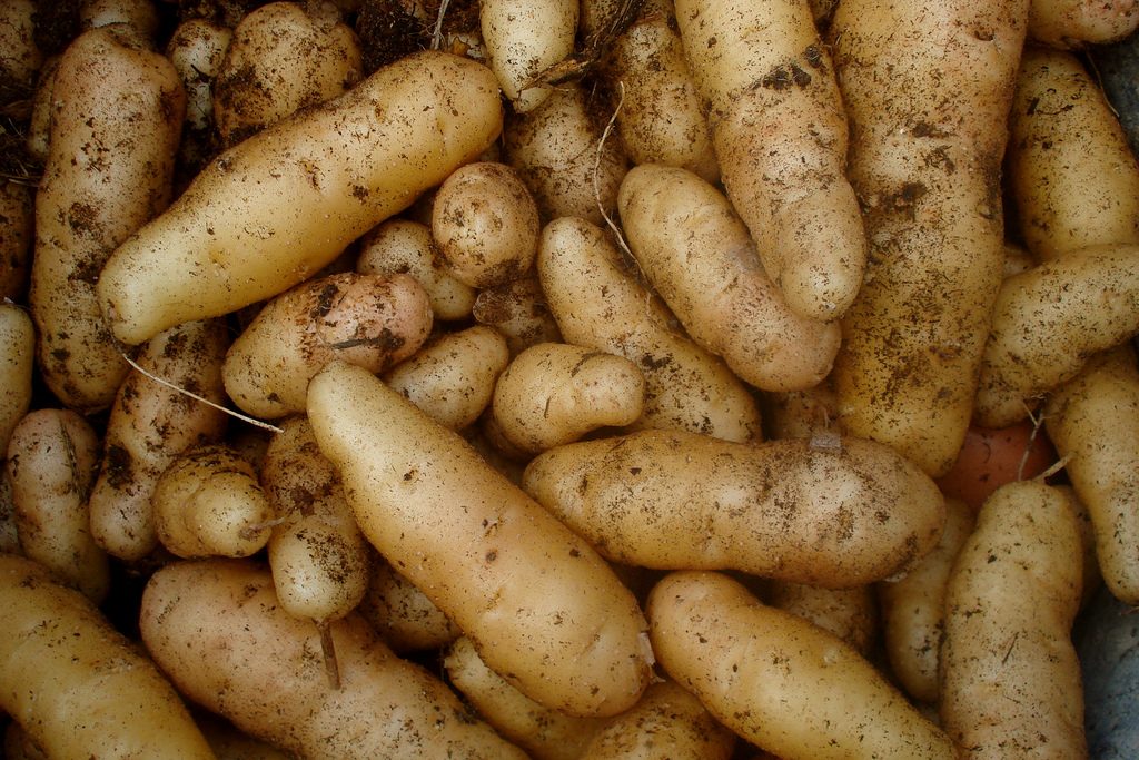 Junge Kartoffeln mit zarter Schale, Foto (C) Christian Guthier/ flickr CC BY 2.0