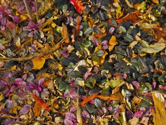 Potpourri mit Blättern, Foto (C) Chris Burke / flickr CC BY 2.0