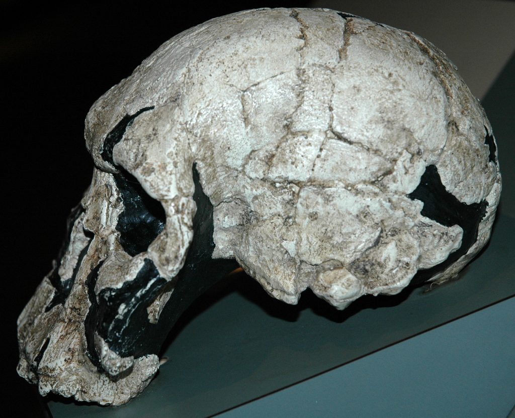 Angeblicher Schädel eines Homo Rudolfensis, Foto (C) James St. John / flickr CC BY 2.0