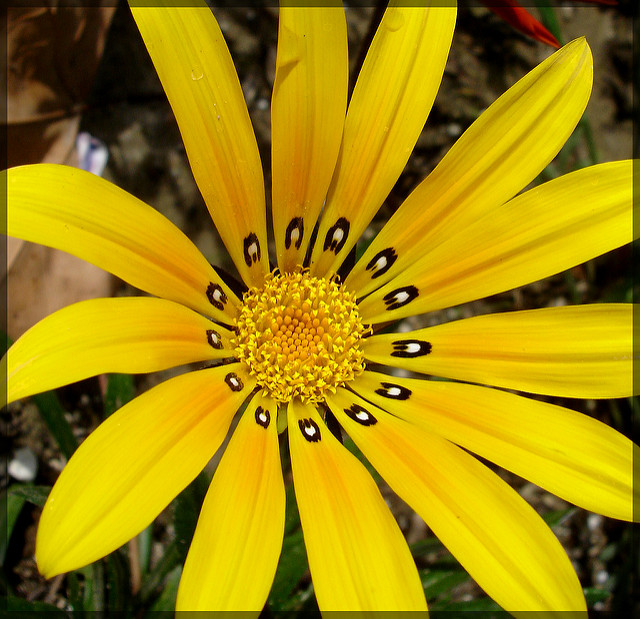  Blume mit 13 Blütenblättern, Foto (C) Anissa Wood / flickr CC BY 2.0