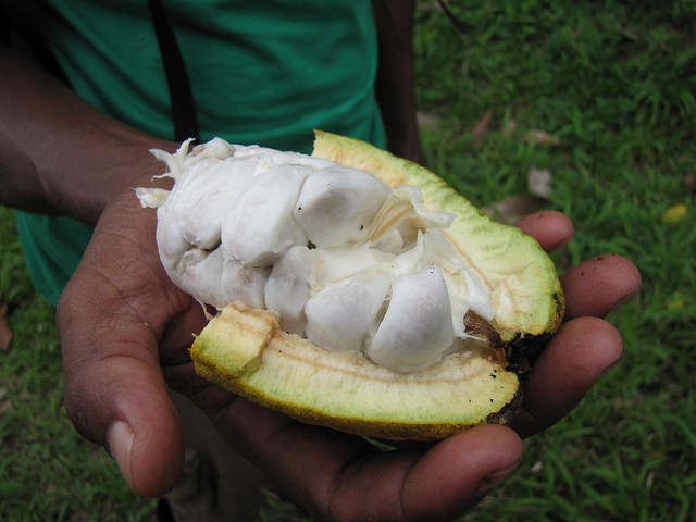 Frische Kakaoschote mit Kernen, Foto (C Chuck Moravec / flickr CC BY 2.0