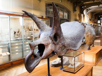 Skelett von einem Triceratops. Die Tiere wurden bis 9 Meter lang. Foto (C) Shadowgate / flickr CC BY 2.0