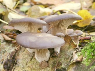 Austernseitlinge, Foto: Maja Dumat / flickr CC BY 2.0