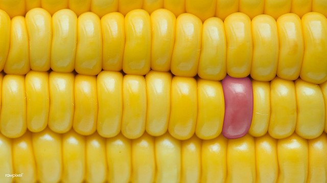 Genetische Veränderungen beispielsweise beim Mais sind möglich. Foto: Rawpixel Ltd / flickr CC BY 2.0