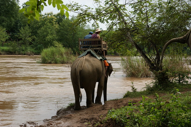 Artgerechte Haltung von Elefanten im Luang Prabang Elephant Park in Laos. Foto: Allie_Caulfield / flickr CC BY 2.0