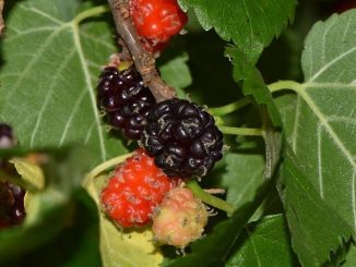 Schwarze Maulbeeren am Baum, Foto: Jean and Fred / flickr CC BY 2.0