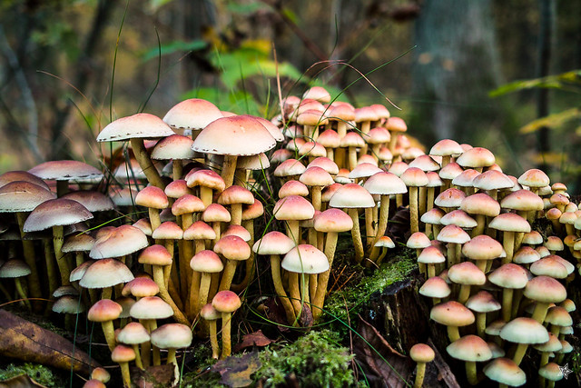 Der September ist eine gute Zeit für Pilzesammler. Foto: Jörg Schubert / flickr CC By 2.0