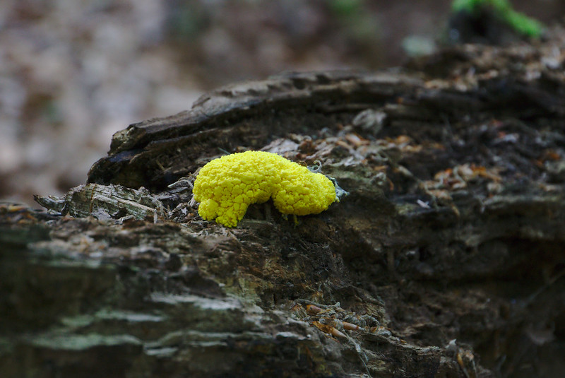 Schimmelpilze sind eine Art von Pilzen, wie sie in der Natur zuhauf vorkommen. Foto: Simon Samtleben / flickr CC BY 2.0