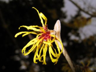 Bezaubernde Hamamelis-Blüte, Foto: Ruth Hartnup / flickr CC BY 2.0