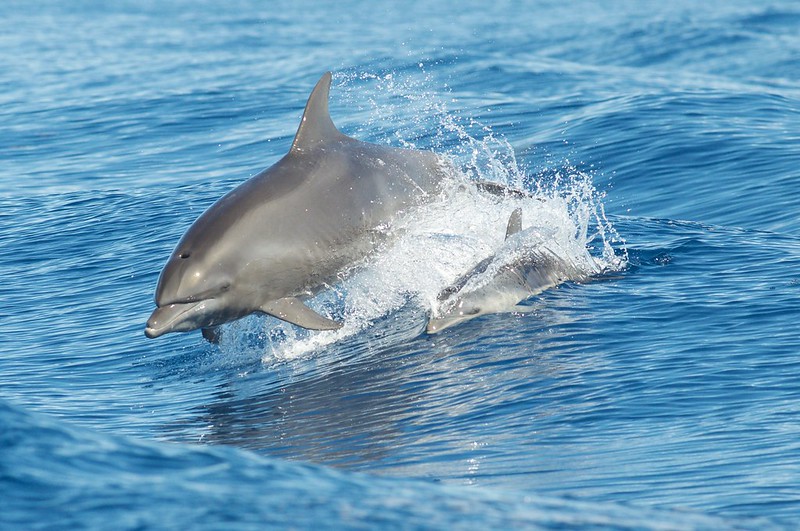 Die Delphine freuen sich, wenn die Menschen sie in Ruhe lassen. Foto: Brandon Trentler / flickr CC BY 2.0