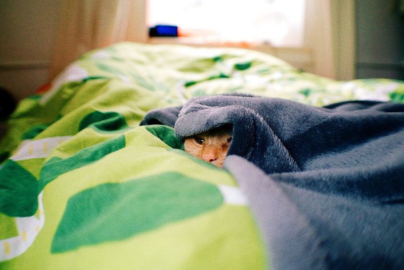 Hygienisch problematisch: Katzenhaare im Bett, Foto: Kārlis Dambrāns / flickr CC BY 2.0